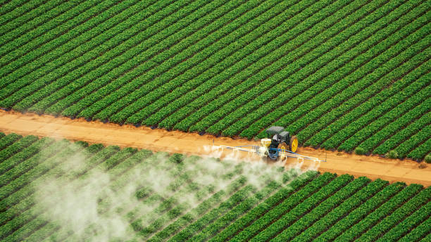 Wasp Removal Services in Larimore, ND