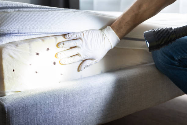 Best Local Pest Control Services  in Larimore, ND